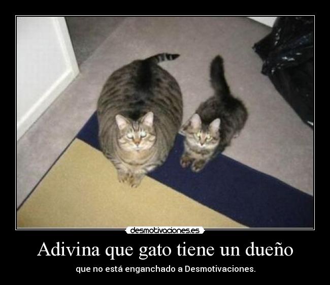 Adivina que gato tiene un dueño - que no está enganchado a Desmotivaciones.