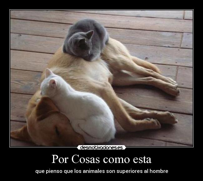 carteles animales desmotivaciones