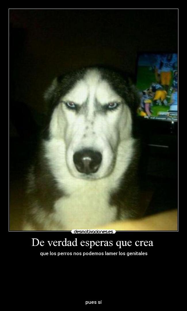 De verdad esperas que crea  - que los perros nos podemos lamer los genitales







pues sí
