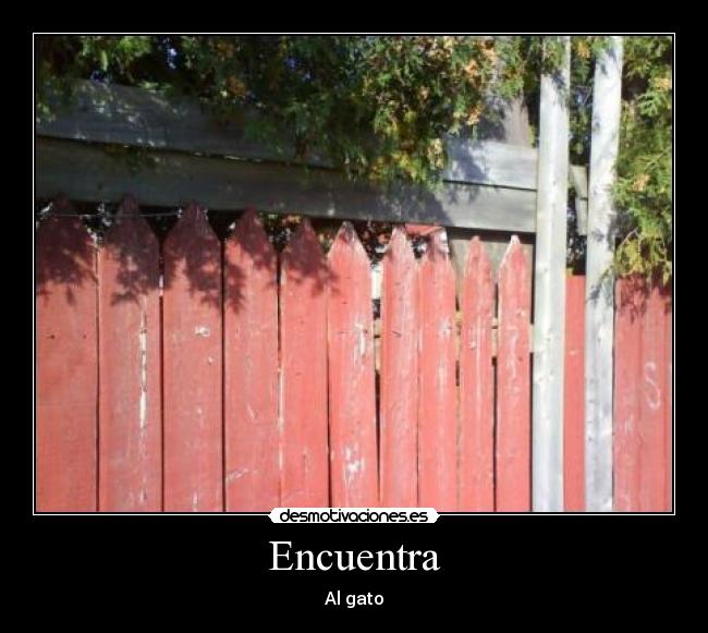 Encuentra - Al gato