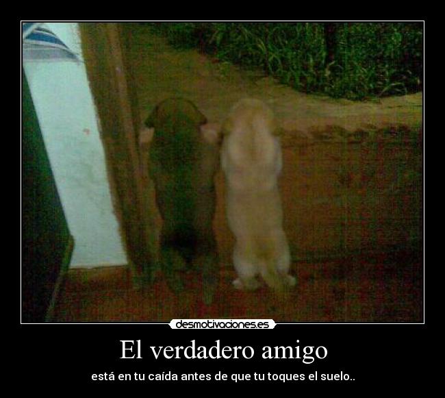 El verdadero amigo - está en tu caída antes de que tu toques el suelo..
