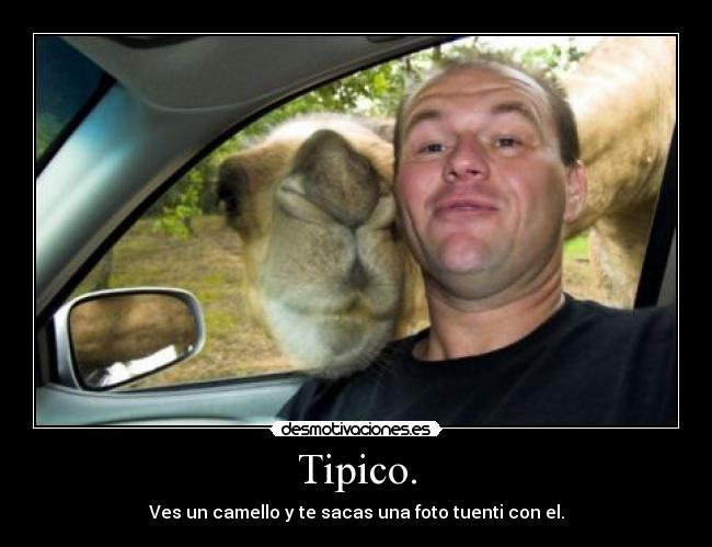 Tipico. - Ves un camello y te sacas una foto tuenti con el.