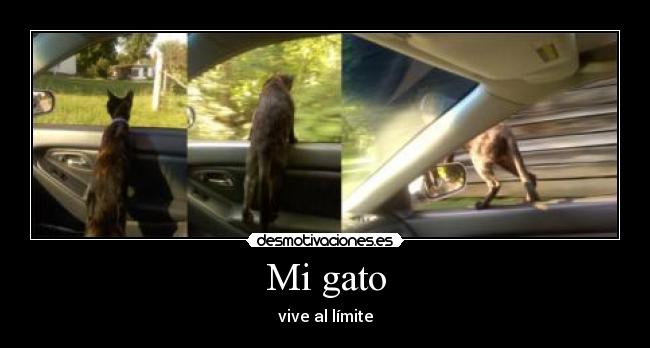 Mi gato - 
