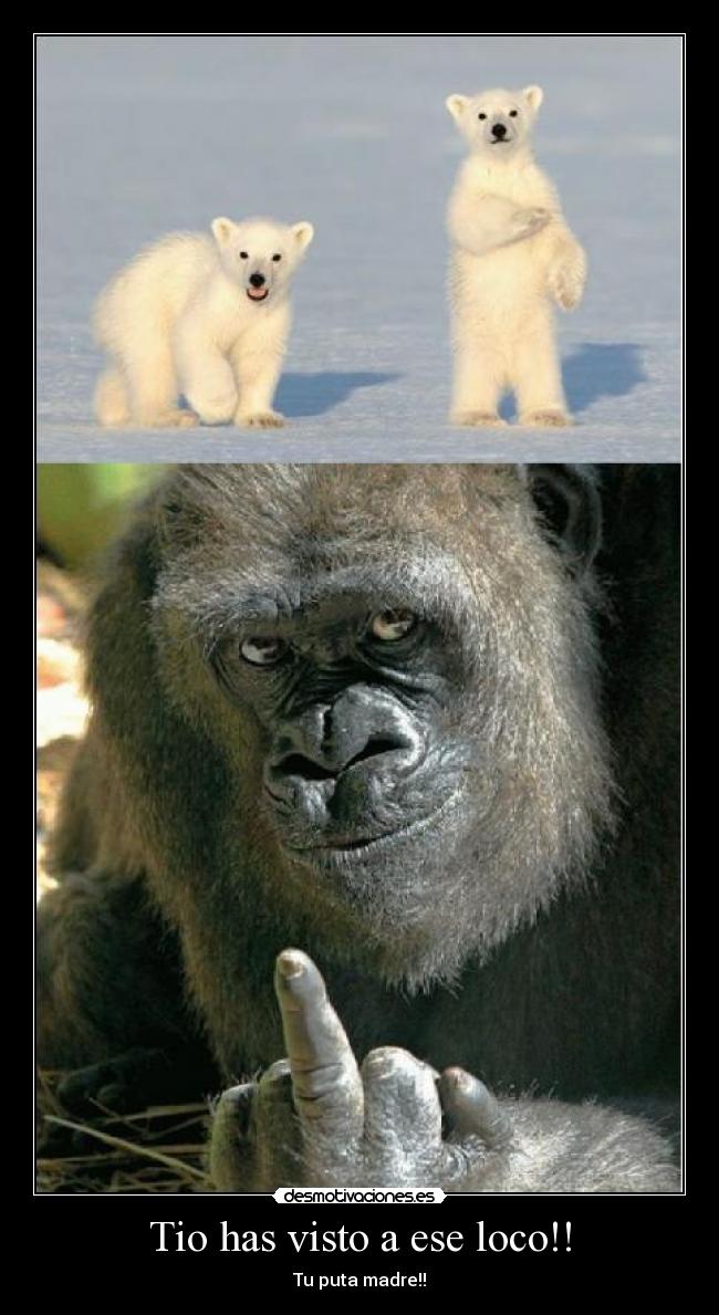 Tio has visto a ese loco!! - Tu puta madre!!