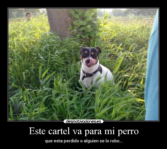 Este cartel va para mi perro - que esta perdido o alguien se lo robo...