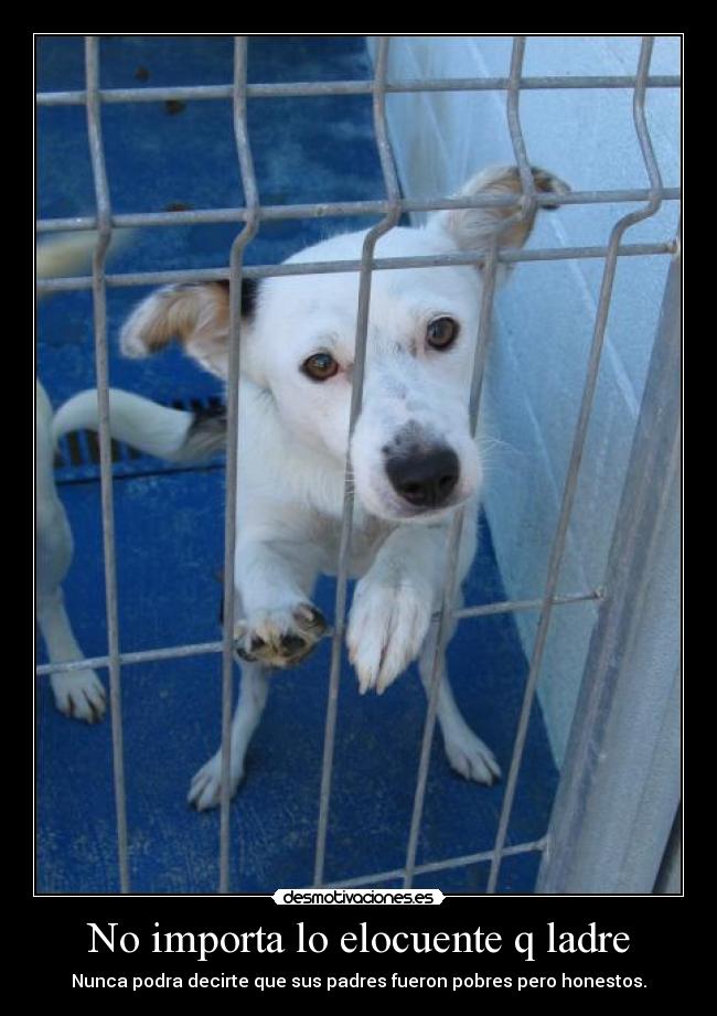 No importa lo elocuente q ladre - 