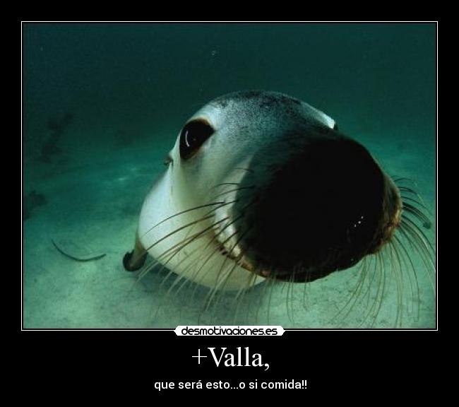+Valla, - que será esto...o si comida!!
