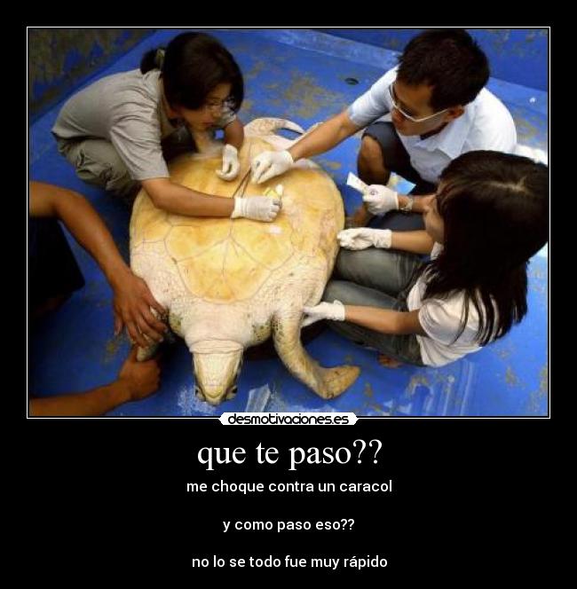 que te paso?? - me choque contra un caracol
y como paso eso??
no lo se todo fue muy rápido