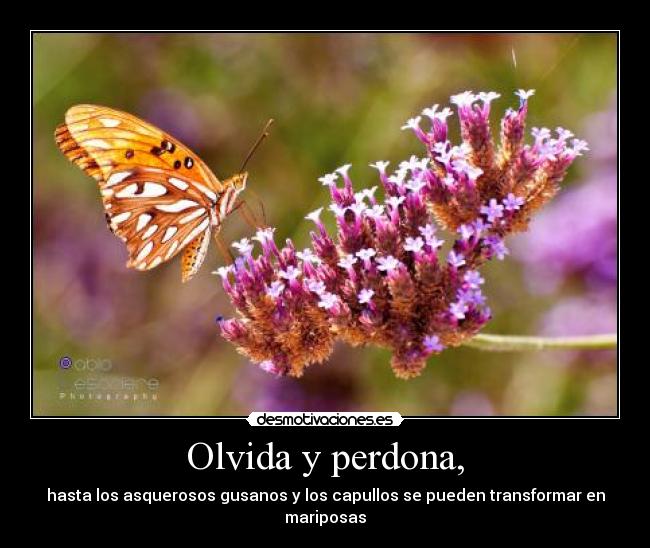 carteles mariposas perdonar olvidar gusano capullo desmotivaciones