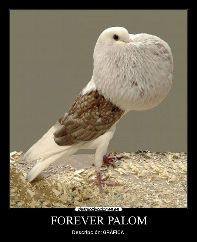 FOREVER PALOM - 
