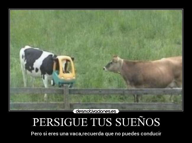 PERSIGUE TUS SUEÑOS - Pero si eres una vaca,recuerda que no puedes conducir