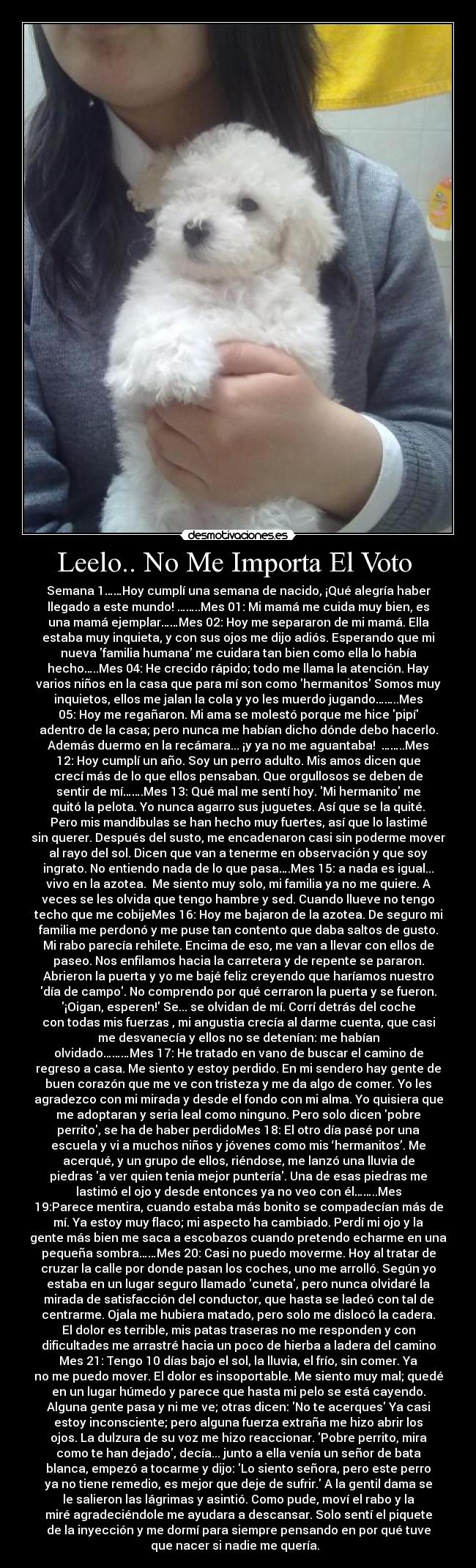 Leelo.. No Me Importa El Voto - Semana 1……Hoy cumplí una semana de nacido, ¡Qué alegría haber
llegado a este mundo! ……..Mes 01: Mi mamá me cuida muy bien, es
una mamá ejemplar……Mes 02: Hoy me separaron de mi mamá. Ella
estaba muy inquieta, y con sus ojos me dijo adiós. Esperando que mi
nueva familia humana me cuidara tan bien como ella lo había
hecho…..Mes 04: He crecido rápido; todo me llama la atención. Hay
varios niños en la casa que para mí son como hermanitos Somos muy
inquietos, ellos me jalan la cola y yo les muerdo jugando……..Mes
05: Hoy me regañaron. Mi ama se molestó porque me hice pipí
adentro de la casa; pero nunca me habían dicho dónde debo hacerlo.
Además duermo en la recámara... ¡y ya no me aguantaba! ……..Mes
12: Hoy cumplí un año. Soy un perro adulto. Mis amos dicen que
crecí más de lo que ellos pensaban. Que orgullosos se deben de
sentir de mí…….Mes 13: Qué mal me sentí hoy. Mi hermanito me
quitó la pelota. Yo nunca agarro sus juguetes. Así que se la quité.
Pero mis mandíbulas se han hecho muy fuertes, así que lo lastimé
sin querer. Después del susto, me encadenaron casi sin poderme mover
al rayo del sol. Dicen que van a tenerme en observación y que soy
ingrato. No entiendo nada de lo que pasa….Mes 15: a nada es igual...
vivo en la azotea. Me siento muy solo, mi familia ya no me quiere. A
veces se les olvida que tengo hambre y sed. Cuando llueve no tengo
techo que me cobijeMes 16: Hoy me bajaron de la azotea. De seguro mi
familia me perdonó y me puse tan contento que daba saltos de gusto.
Mi rabo parecía rehilete. Encima de eso, me van a llevar con ellos de
paseo. Nos enfilamos hacia la carretera y de repente se pararon.
Abrieron la puerta y yo me bajé feliz creyendo que haríamos nuestro
día de campo. No comprendo por qué cerraron la puerta y se fueron.
¡Oigan, esperen! Se... se olvidan de mí. Corrí detrás del coche
con todas mis fuerzas , mi angustia crecía al darme cuenta, que casi
me desvanecía y ellos no se detenían: me habían
olvidado………Mes 17: He tratado en vano de buscar el camino de
regreso a casa. Me siento y estoy perdido. En mi sendero hay gente de
buen corazón que me ve con tristeza y me da algo de comer. Yo les
agradezco con mi mirada y desde el fondo con mi alma. Yo quisiera que
me adoptaran y seria leal como ninguno. Pero solo dicen pobre
perrito, se ha de haber perdidoMes 18: El otro día pasé por una
escuela y vi a muchos niños y jóvenes como mis ‘hermanitos’. Me
acerqué, y un grupo de ellos, riéndose, me lanzó una lluvia de
piedras a ver quien tenia mejor puntería. Una de esas piedras me
lastimó el ojo y desde entonces ya no veo con él……..Mes
19:Parece mentira, cuando estaba más bonito se compadecían más de
mí. Ya estoy muy flaco; mi aspecto ha cambiado. Perdí mi ojo y la
gente más bien me saca a escobazos cuando pretendo echarme en una
pequeña sombra……Mes 20: Casi no puedo moverme. Hoy al tratar de
cruzar la calle por donde pasan los coches, uno me arrolló. Según yo
estaba en un lugar seguro llamado cuneta, pero nunca olvidaré la
mirada de satisfacción del conductor, que hasta se ladeó con tal de
centrarme. Ojala me hubiera matado, pero solo me dislocó la cadera.
El dolor es terrible, mis patas traseras no me responden y con
dificultades me arrastré hacia un poco de hierba a ladera del camino
Mes 21: Tengo 10 días bajo el sol, la lluvia, el frío, sin comer. Ya
no me puedo mover. El dolor es insoportable. Me siento muy mal; quedé
en un lugar húmedo y parece que hasta mi pelo se está cayendo.
Alguna gente pasa y ni me ve; otras dicen: No te acerques Ya casi
estoy inconsciente; pero alguna fuerza extraña me hizo abrir los
ojos. La dulzura de su voz me hizo reaccionar. Pobre perrito, mira
como te han dejado, decía... junto a ella venía un señor de bata
blanca, empezó a tocarme y dijo: Lo siento señora, pero este perro
ya no tiene remedio, es mejor que deje de sufrir. A la gentil dama se
le salieron las lágrimas y asintió. Como pude, moví el rabo y la
miré agradeciéndole me ayudara a descansar. Solo sentí el piquete
de la inyección y me dormí para siempre pensando en por qué tuve
que nacer si nadie me quería.