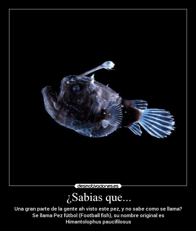 ¿Sabias que... - Una gran parte de la gente ah visto este pez, y no sabe como se llama?
Se llama Pez fútbol (Football fish), su nombre original es Himantolophus paucifilosus