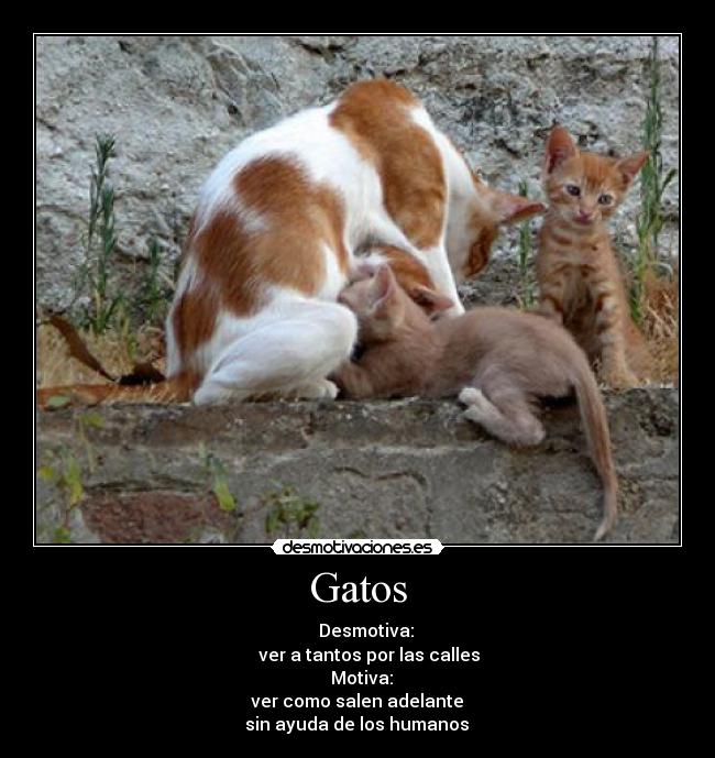 carteles gatos enery99 desmotivaciones