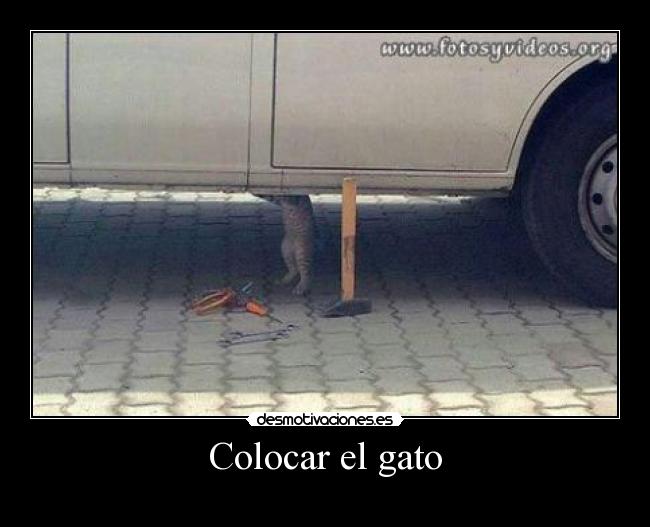 Colocar el gato - 