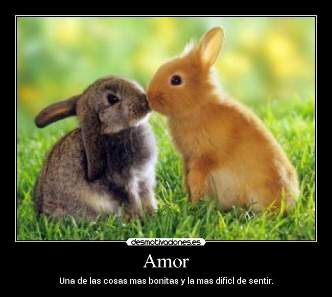 Amor -