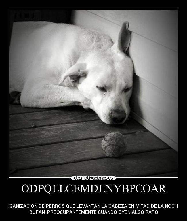 ODPQLLCEMDLNYBPCOAR -
ORGANIZACION DE PERROS QUE LEVANTAN LA CABEZA EN MITAD DE LA NOCHE Y
BUFAN PREOCUPANTEMENTE CUANDO OYEN ALGO RARO