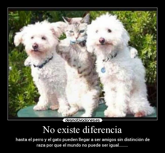 No existe diferencia - hasta el perro y el gato pueden llegar a ser amigos sin distinción de
raza por que el mundo no puede ser igual......... 