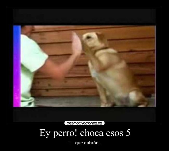 Ey perro! choca esos 5 - 