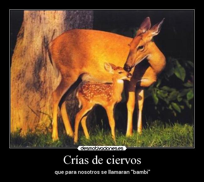 Crías de ciervos - 