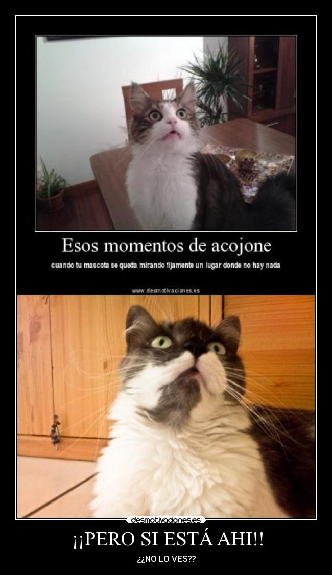 ¡¡PERO SI ESTÁ AHI!! - ¿¿NO LO VES??