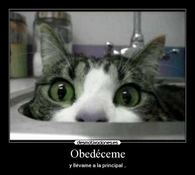 Obedéceme - y llévame a la principal ..