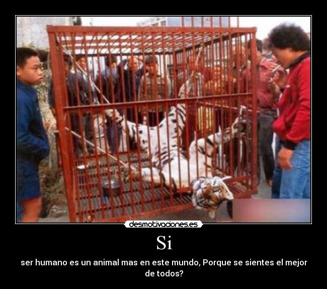 Si - ser humano es un animal mas en este mundo, Porque se sientes el mejor de todos?