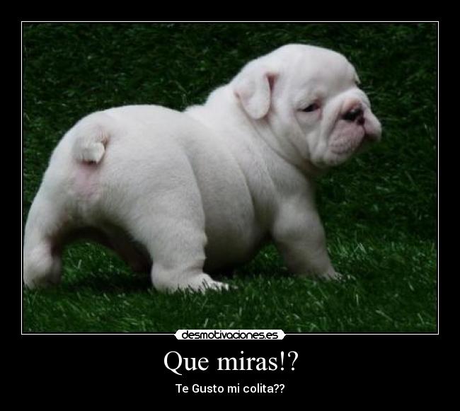 Que miras!? - 