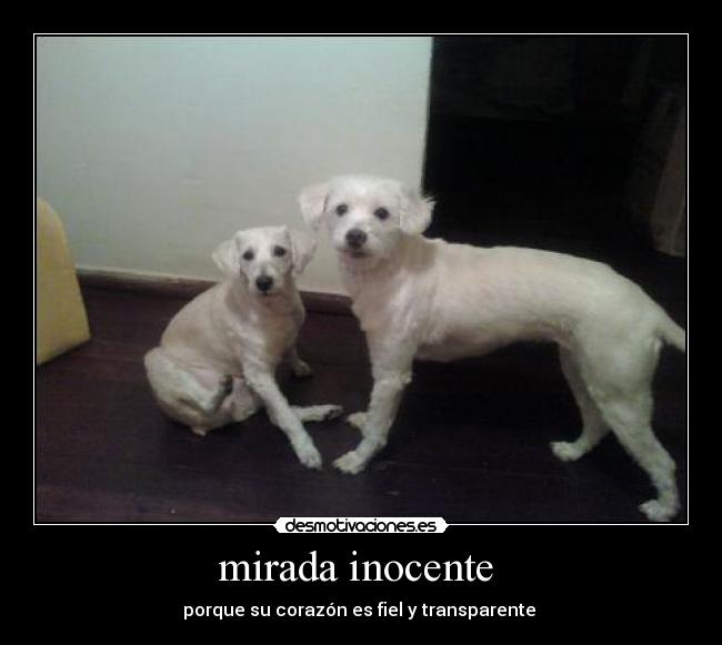 mirada inocente - porque su corazón es fiel y transparente