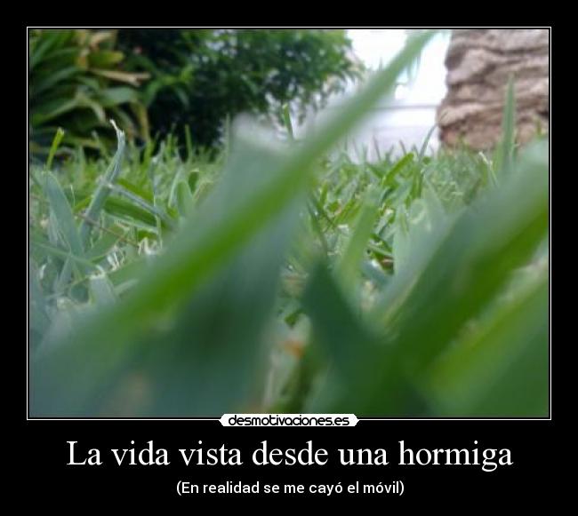 La vida vista desde una hormiga - (En realidad se me cayó el móvil)