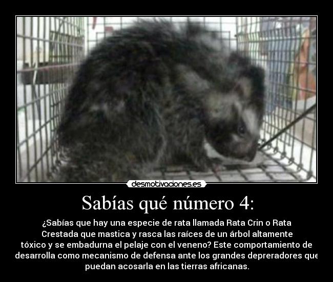 Sabías qué número 4: - ¿Sabías que hay una especie de rata llamada Rata Crin o Rata
Crestada que mastica y rasca las raíces de un árbol altamente
tóxico y se embadurna el pelaje con el veneno? Este comportamiento de
desarrolla como mecanismo de defensa ante los grandes depreradores que
puedan acosarla en las tierras africanas.