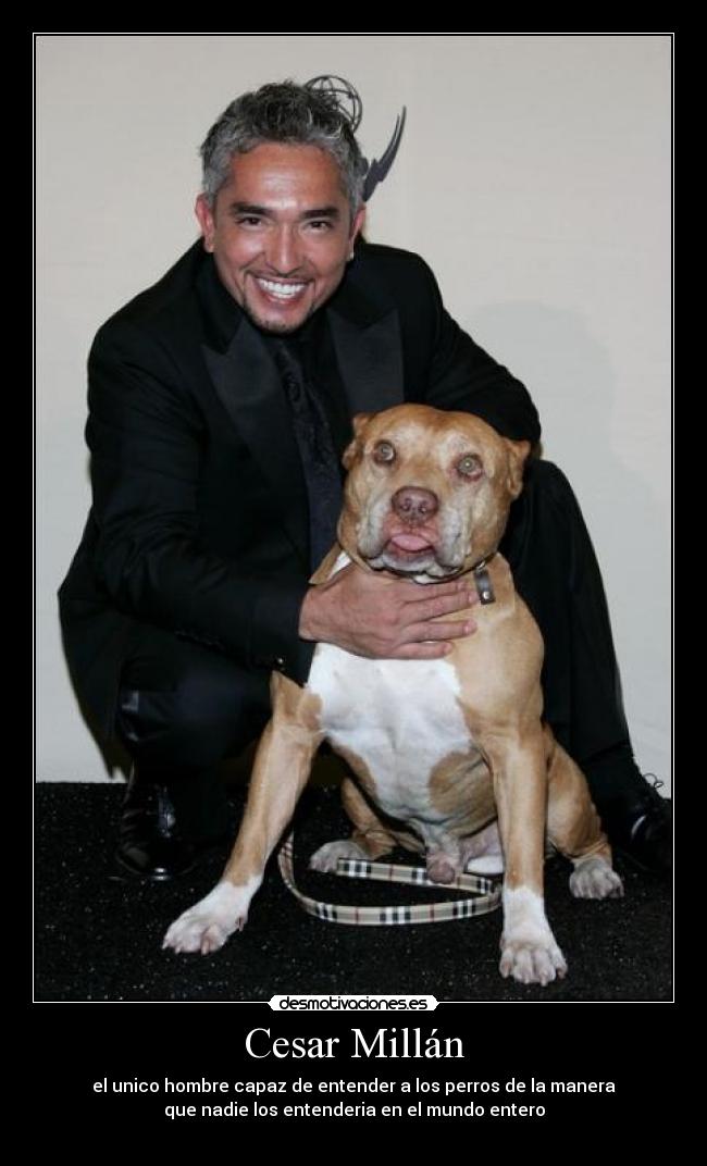 Cesar Millán - el unico hombre capaz de entender a los perros de la manera
que nadie los entenderia en el mundo entero