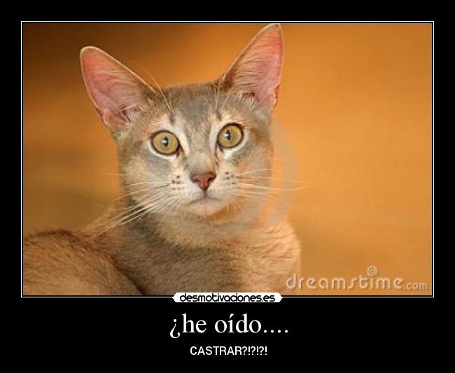 ¿he oído.... -