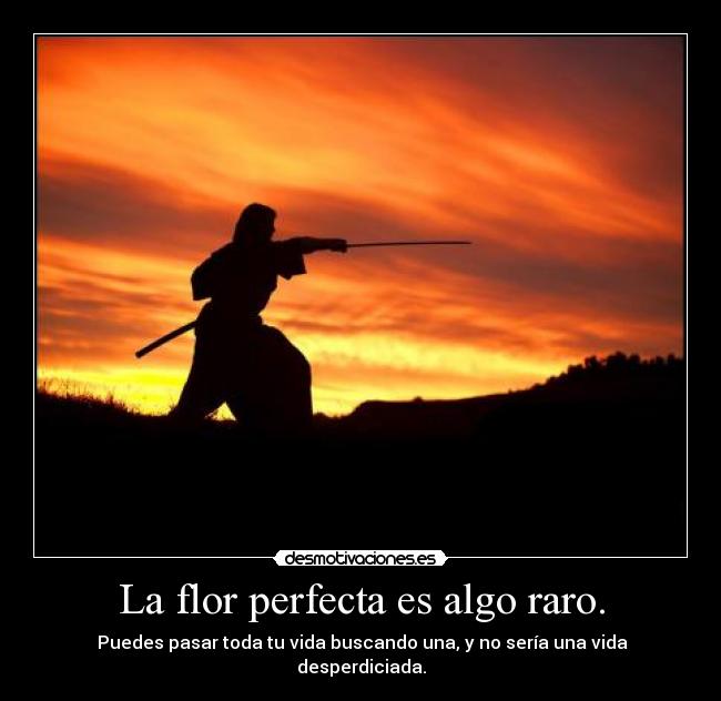 La flor perfecta es algo raro. - Puedes pasar toda tu vida buscando una, y no sería una vida desperdiciada.