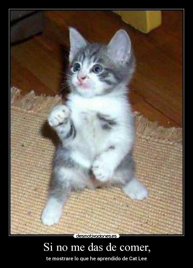 carteles cat lee desmotivaciones