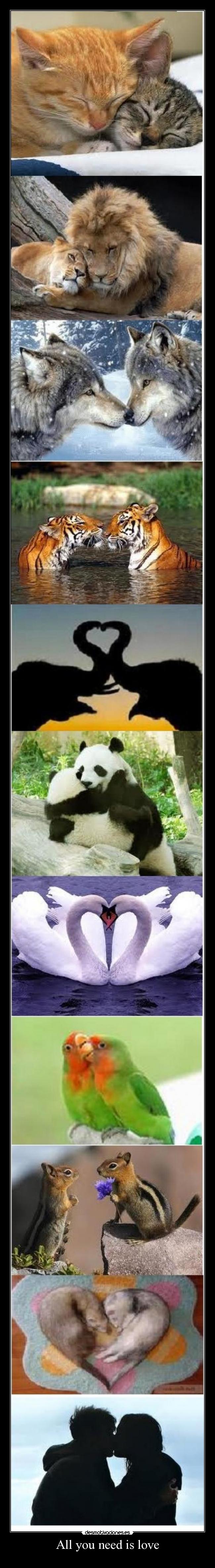 All you need is love -