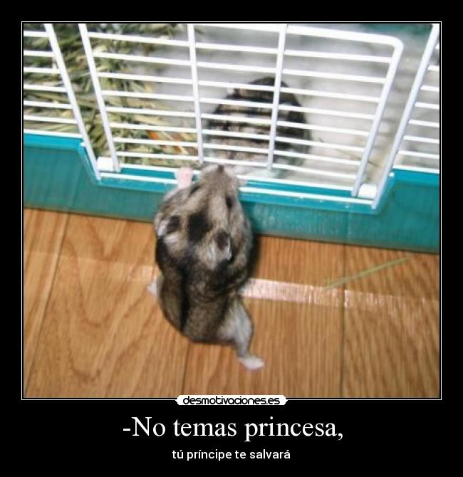 -No temas princesa, - 
