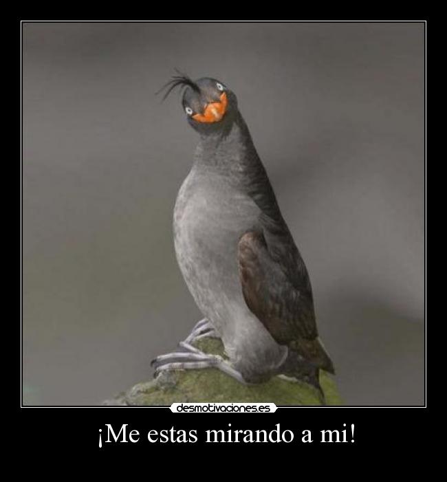 ¡Me estas mirando a mi! - 