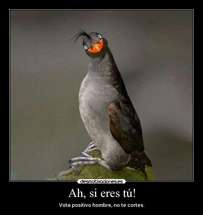 Ah, si eres tú! - Vota positivo hombre, no te cortes.