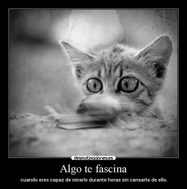 Algo te fascina -