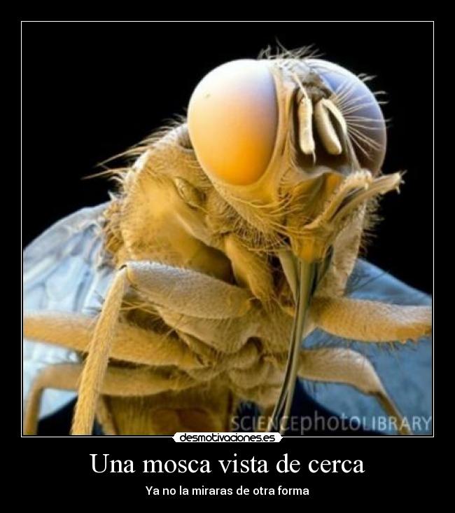 Una mosca vista de cerca - Ya no la miraras de otra forma