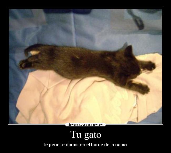 Tu gato - te permite dormir en el borde de la cama.