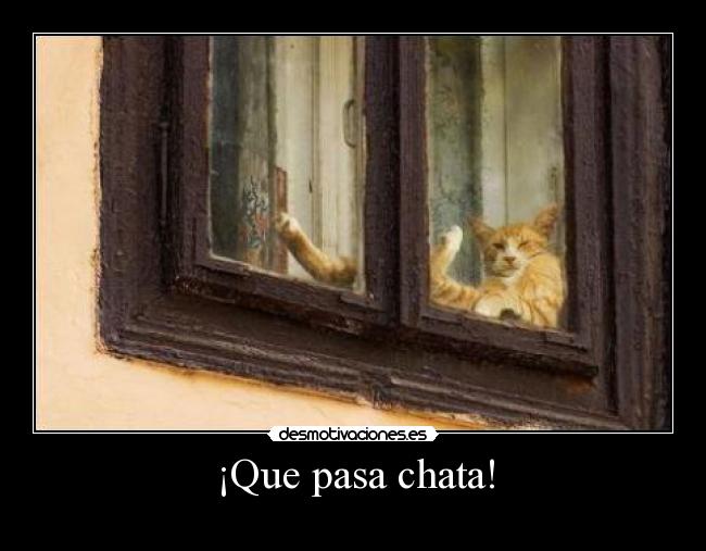 ¡Que pasa chata! - 