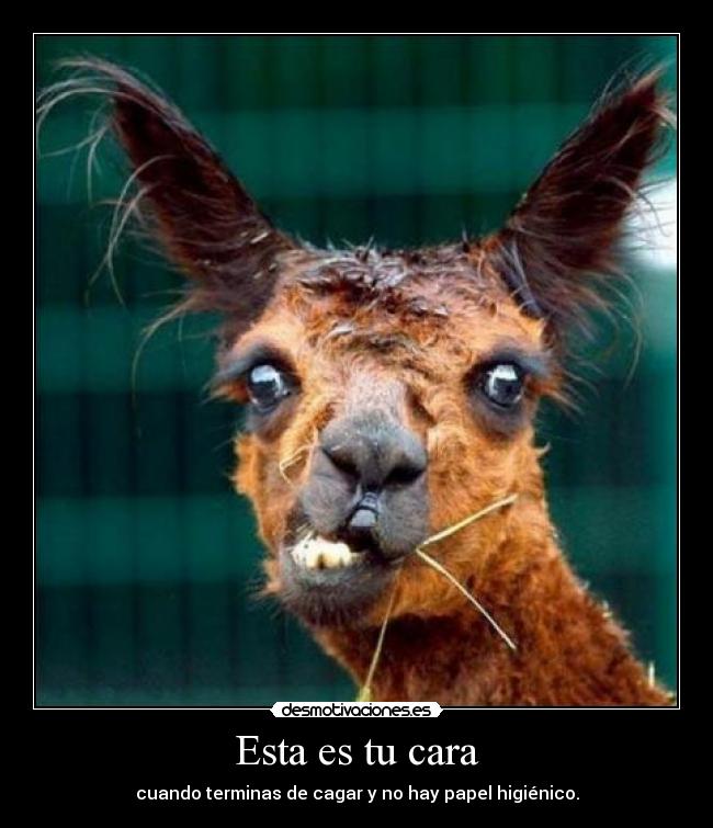 Esta es tu cara - cuando terminas de cagar y no hay papel higiénico.