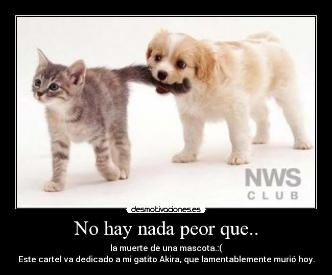 No hay nada peor que.. - la muerte de una mascota.:(
Este cartel va dedicado a mi gatito Akira, que lamentablemente murió hoy.