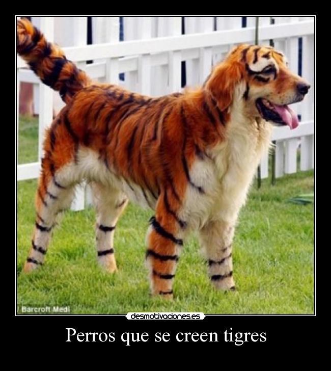 Perros que se creen tigres - 