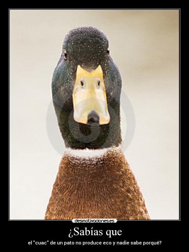 ¿Sabías que - el cuac de un pato no produce eco y nadie sabe porqué?