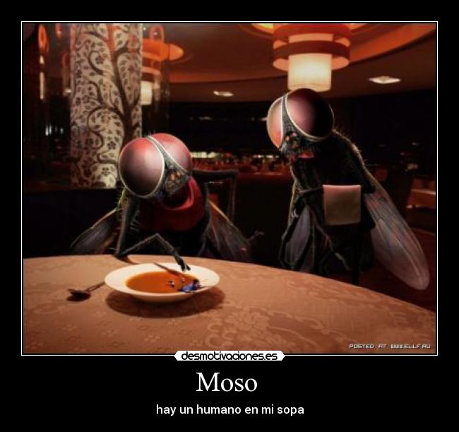 Moso - hay un humano en mi sopa
