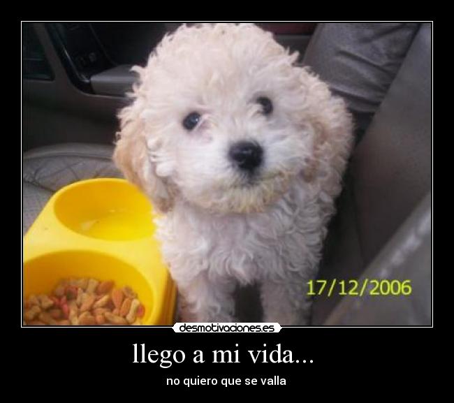 llego a mi vida... - no quiero que se valla