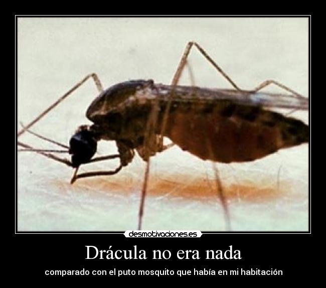 Drácula no era nada - comparado con el puto mosquito que había en mi habitación